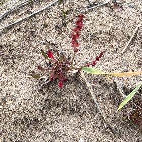 Photo of the plant species Indian-Ink by @SportyBloodleaf named Coco on Greg, the plant care app