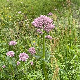 Photo of the plant species Garden Valerian by @SportyBloodleaf named Gaga on Greg, the plant care app