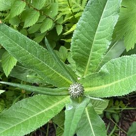 Photo of the plant species Common Teasel by @SportyBloodleaf named Surya on Greg, the plant care app