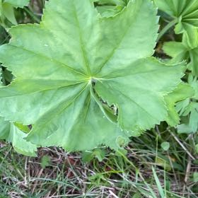 Photo of the plant species Lady's Mantle by @SportyBloodleaf named Eva on Greg, the plant care app