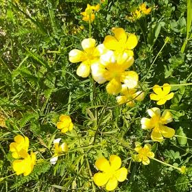 Photo of the plant species Common Buttercup by @SportyBloodleaf named Gobi on Greg, the plant care app
