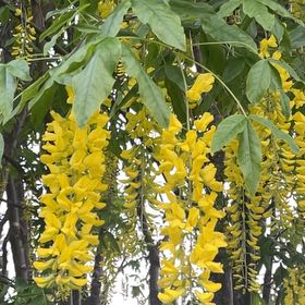 Photo of the plant species Golden Chain by @SportyBloodleaf named Fernie Saunders on Greg, the plant care app