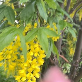 Photo of the plant species Golden Chain by @SportyBloodleaf named Sonora on Greg, the plant care app