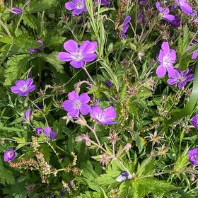 Photo of the plant species Wood Crane's-Bill by @SportyBloodleaf named Captain Plant-it on Greg, the plant care app