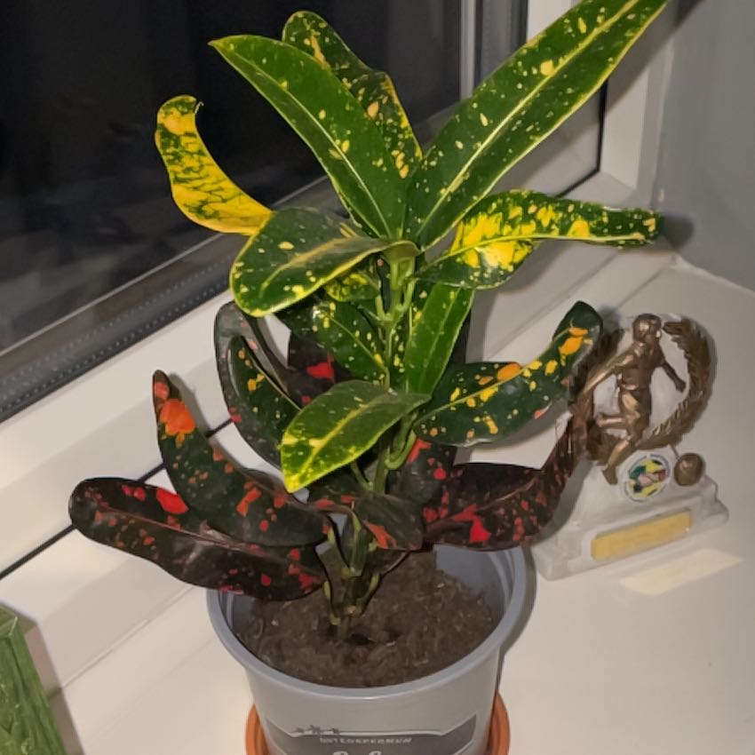 Photo of the plant species Croton Burning Bush by @JocularGalega named Orlando Bloom on Greg, the plant care app