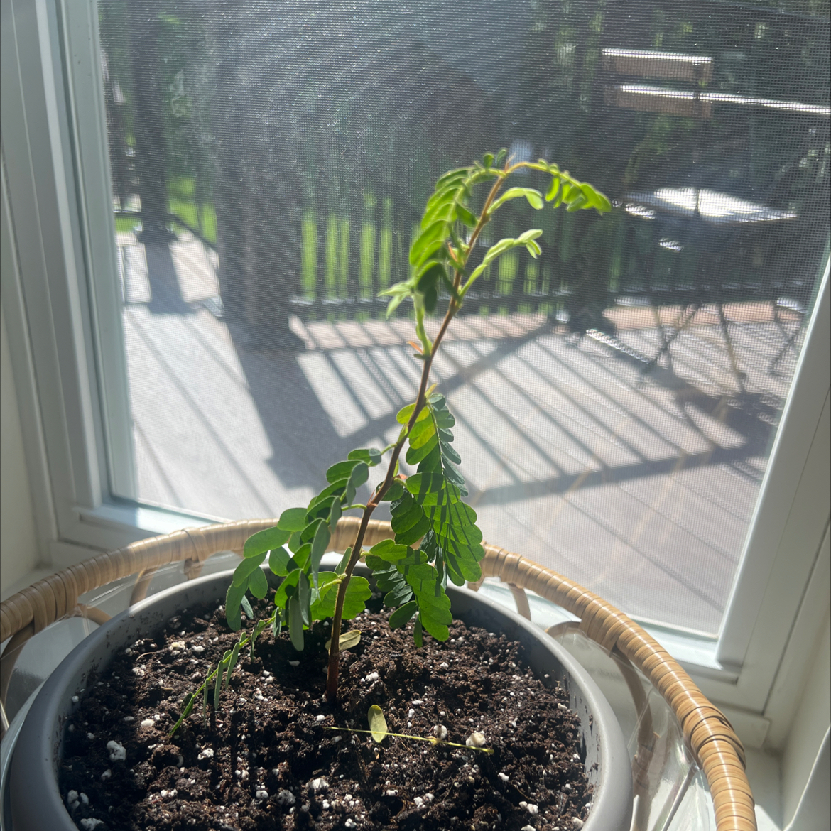 A young Tamarind plant in a pot near a window with visible soil.
