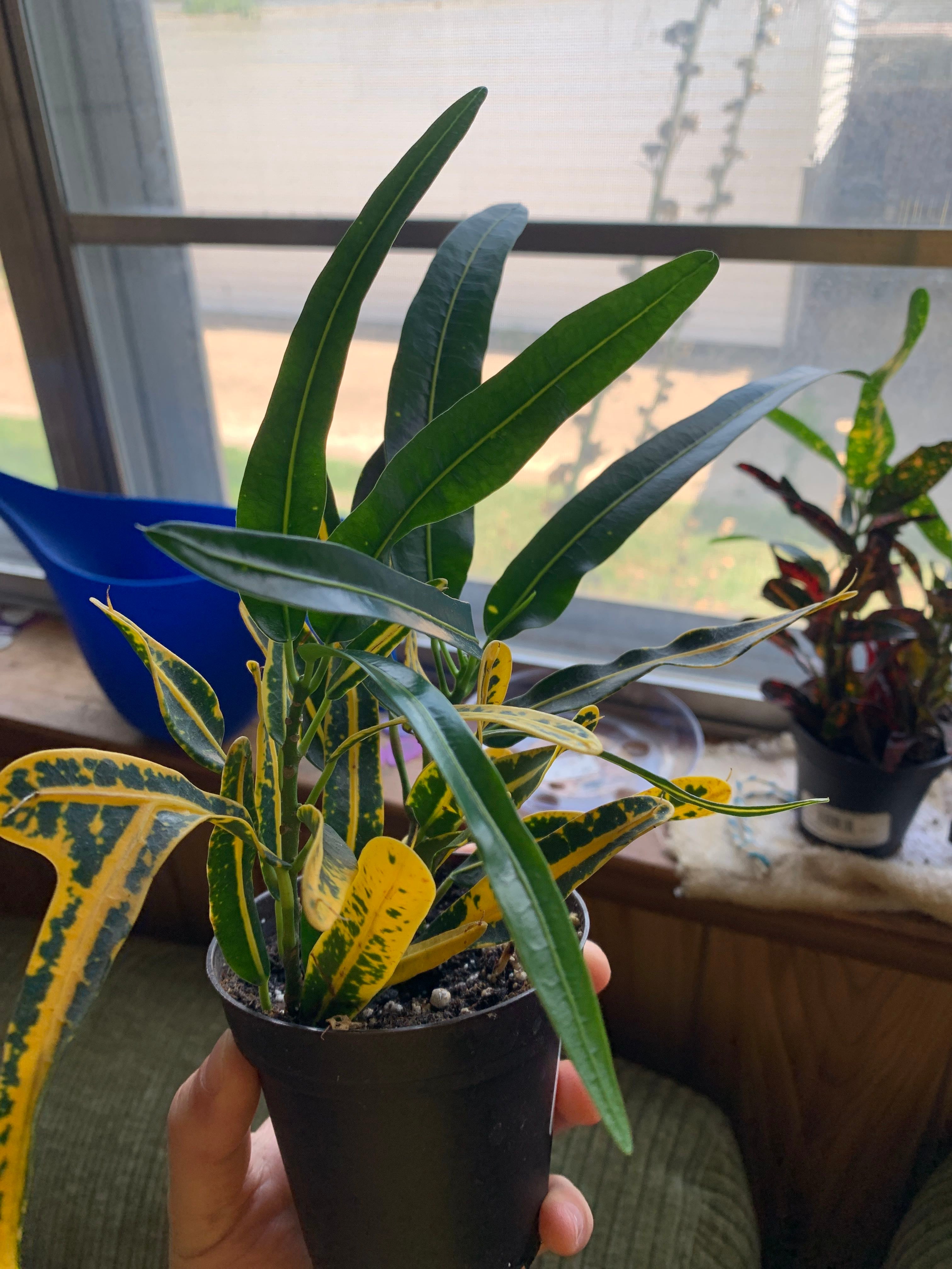 Croton Tamara How Much Water & Light Does it Need to Thrive?