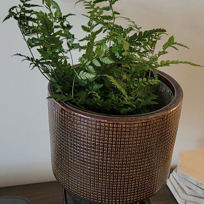Photo of the plant species Rock Fern by @YokeHardybamboo named Coco on Greg, the plant care app