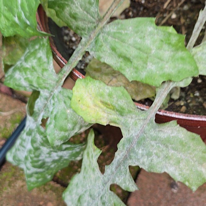 Photo of the plant species Lactuca muralis by @OrganicCooperi named Hamilton on Greg, the plant care app