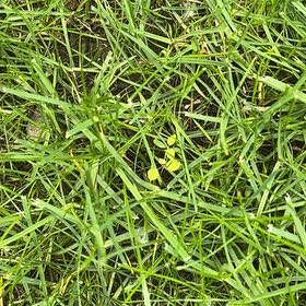 Photo of the plant species Kikuyugrass by @FlyingGinkotree named Beckham on Greg, the plant care app
