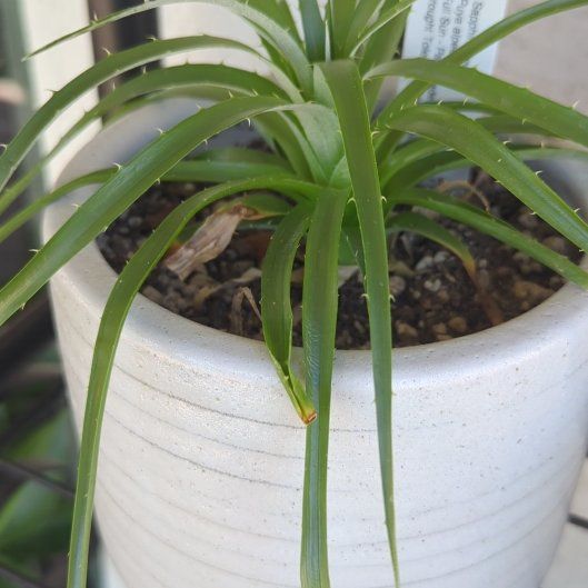 Photo of the plant species Puya alpestris by @KinglySeagrapes named Remington on Greg, the plant care app