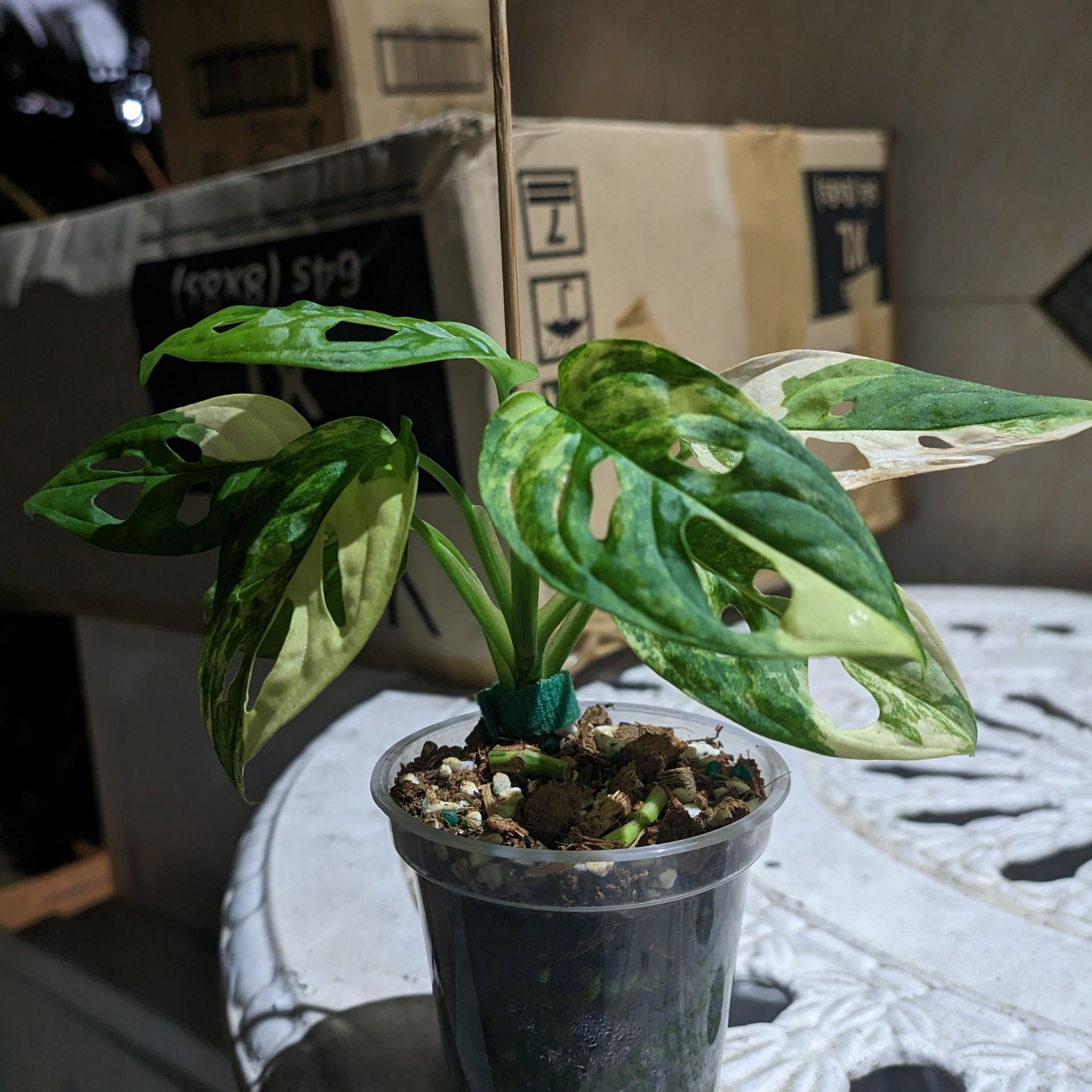Photo of the plant species Aurea Swiss Cheese Plant by @CleanLillypilly named Leaf Erickson on Greg, the plant care app