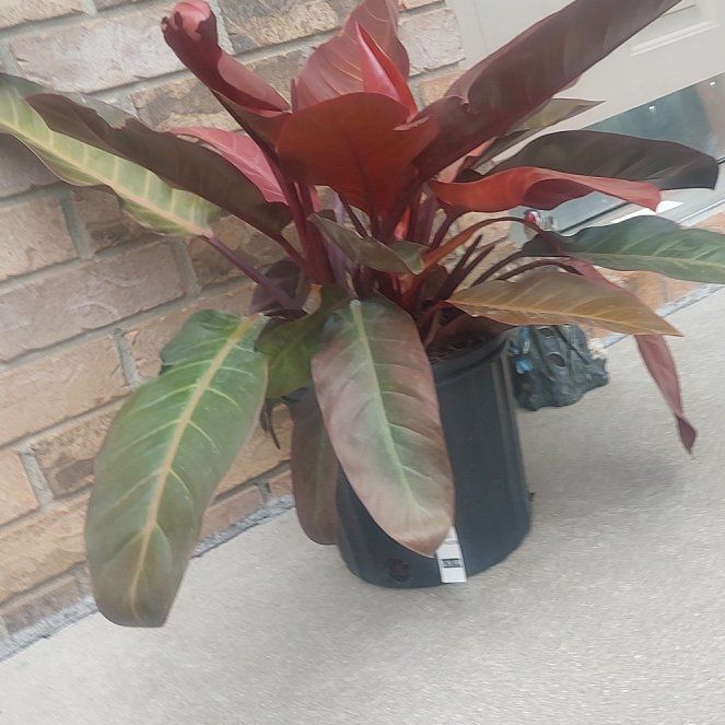 Photo of the plant species Kathleen philodendron by @CalmBladdernut named Jasmine on Greg, the plant care app