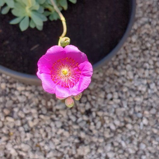 Photo of the plant species Rock Purslane by @YeveAglaonema named Ellie on Greg, the plant care app