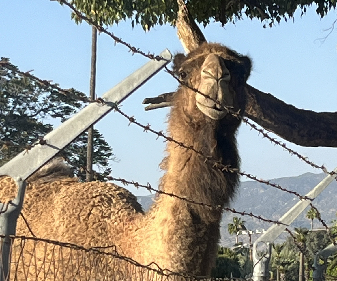 Photo of the plant species Rose Pincushion Cactus by @SportyRedclaws named Tree Diddy on Greg, the plant care app