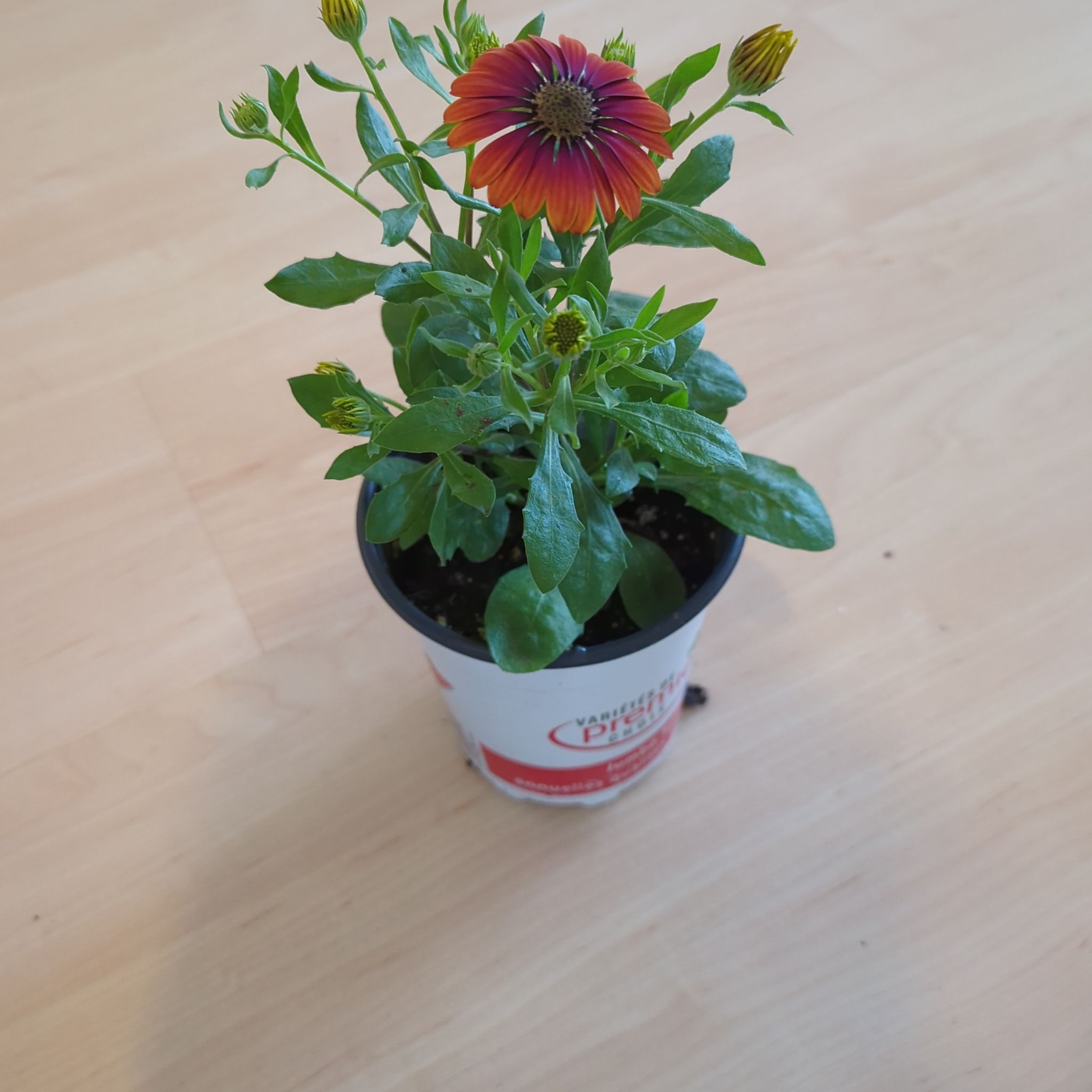 Photo of the plant species Zion Purple Sun by @HolyWhitebrush named Andromeda on Greg, the plant care app