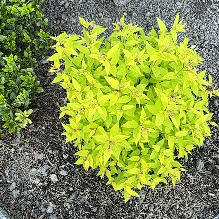 Photo of the plant species Rose Spirea by @KeyBlackgoblet named Kesha on Greg, the plant care app