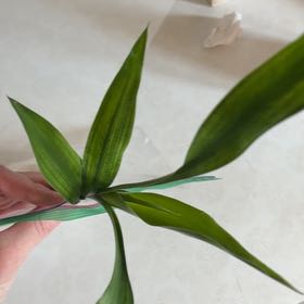 Photo of the plant species Lucky Golden Bamboo by @Erikaraeann named Rosa on Greg, the plant care app