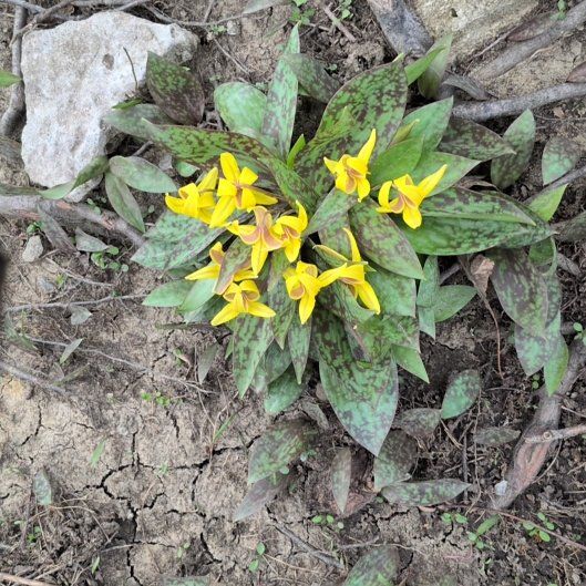 Photo of the plant species Amberbell by @TimelyLacealoe named Gregarious on Greg, the plant care app