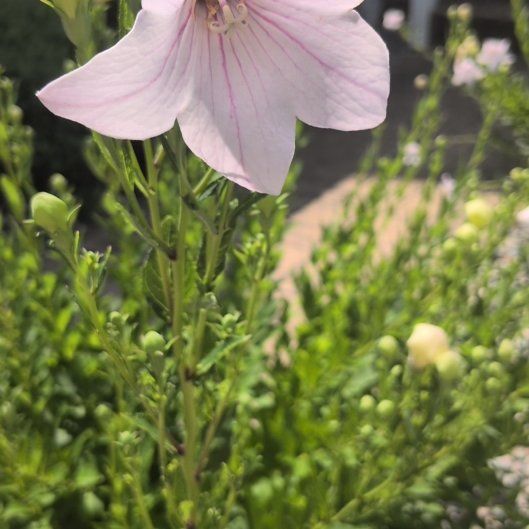 Photo of the plant species Balloon-Flower by @TimelyLacealoe named Dolores on Greg, the plant care app