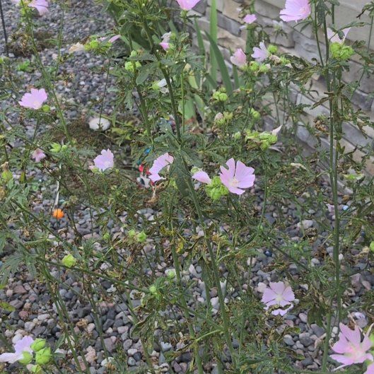 Photo of the plant species Musk Mallow by @TimelyLacealoe named Oscar on Greg, the plant care app