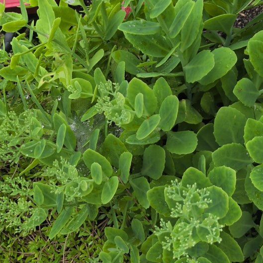 Photo of the plant species Witch's Moneybags by @TimelyLacealoe named Mollie on Greg, the plant care app