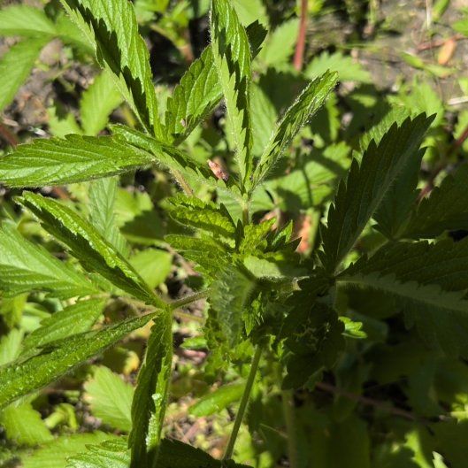 Photo of the plant species Norwegian Cinquefoil by @TimelyLacealoe named Lola on Greg, the plant care app