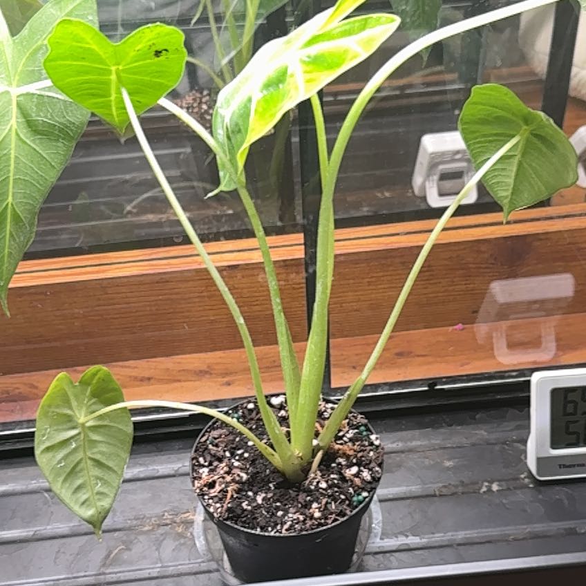 Photo of the plant species Alocasia Frydek by @TheCarlyBeth named Lola on Greg, the plant care app