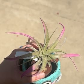 Photo of the plant species Capitata Air Plant by @jenniferh_7 named Lydia on Greg, the plant care app