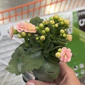 Photo of the plant species Kalanchoe blossfeldiana 'Creamed Scallops Variegata' by @GnarlyNoblefir named Kardashian on Greg, the plant care app