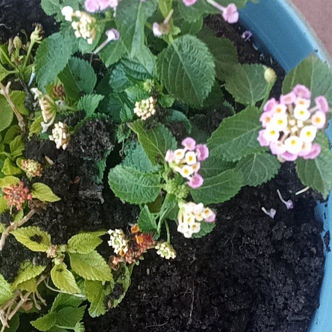 Photo of the plant species Irene Lantana by @MerryCowparsnip named Captain Plant-it on Greg, the plant care app