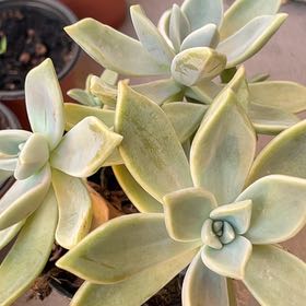 Photo of the plant species Graptopetalum paraguayense 'Peach' by @AmiableCardoon named Peaches on Greg, the plant care app