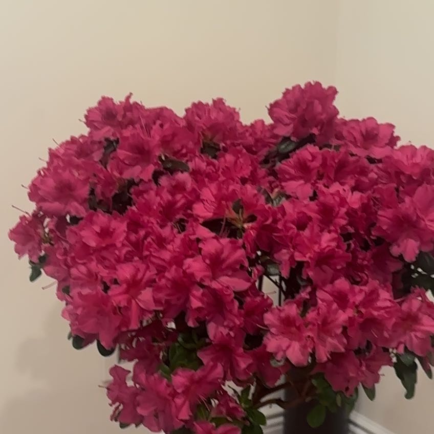 Plant care for Devil's Bouquet on Greg, the plant care app