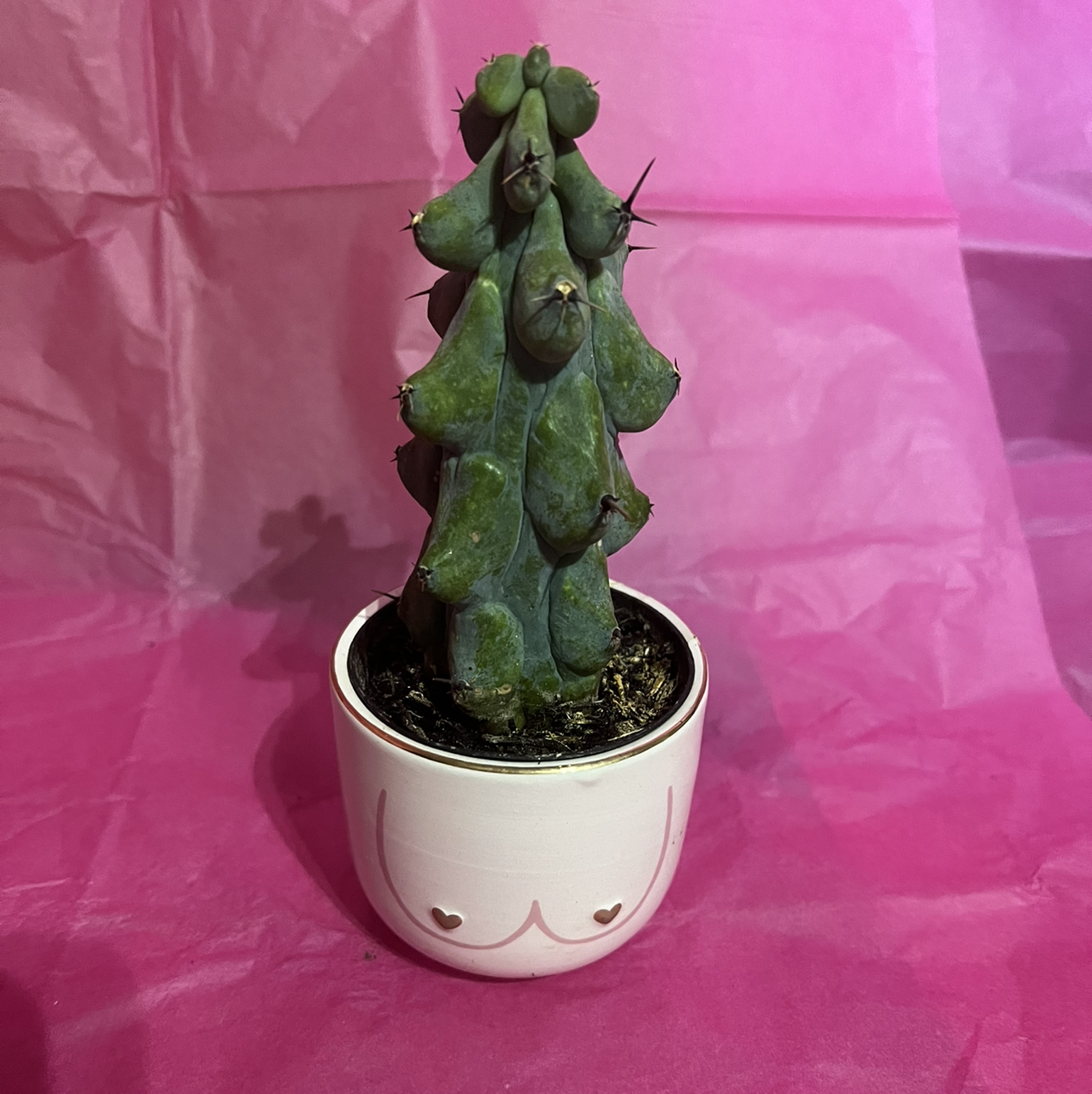 Photo of the plant species Boobie Cactus by @Beccyboo24 named Dolly on Greg, the plant care app