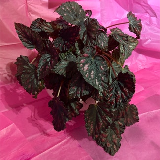 Rex Begonia plant in Colne, England