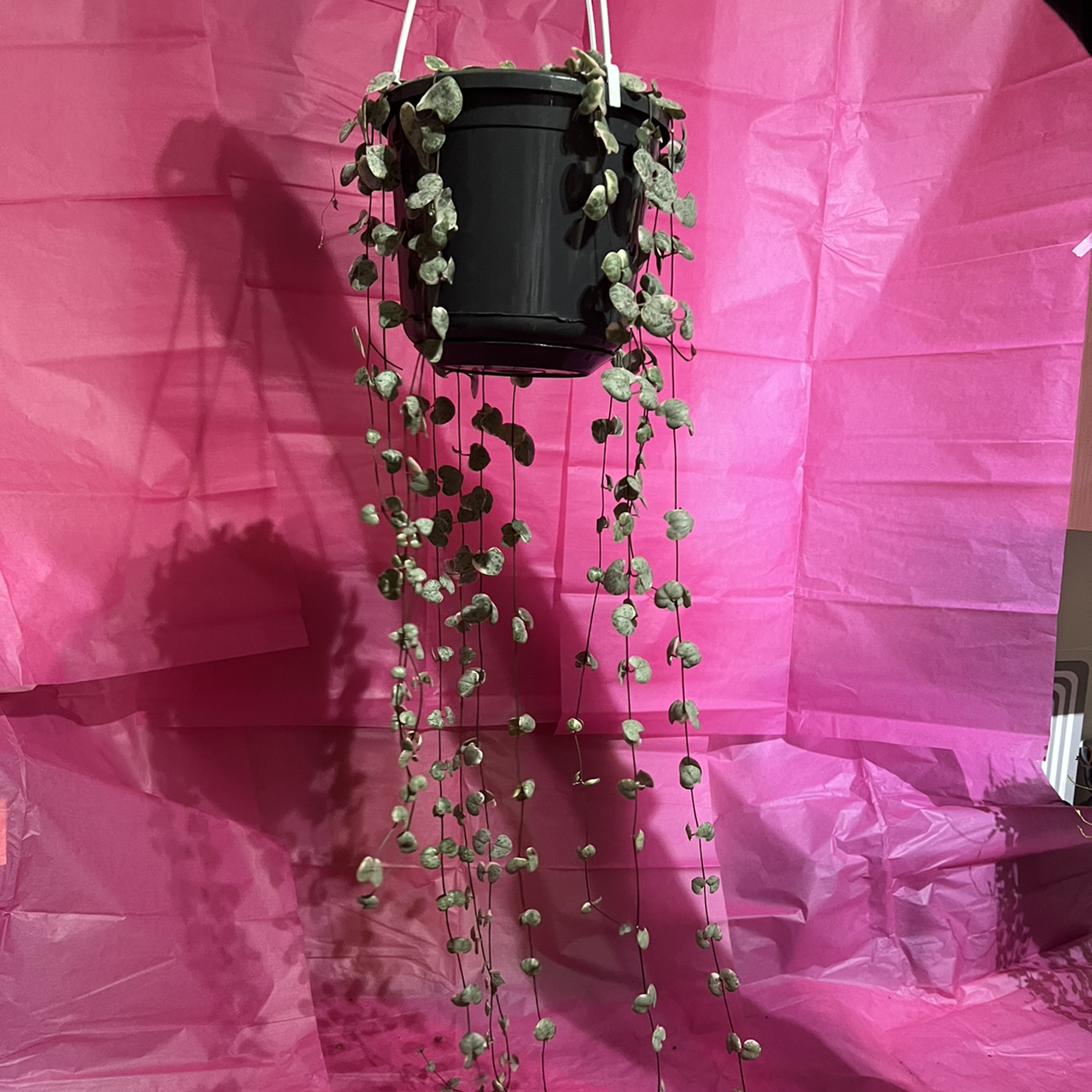 Photo of the plant species variegated string of hearts by @Beccyboo24 named Queen of hearts 👑 on Greg, the plant care app
