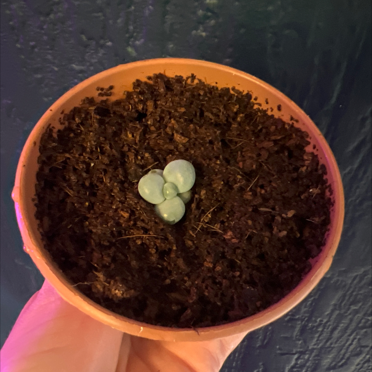 Baby bean cutting