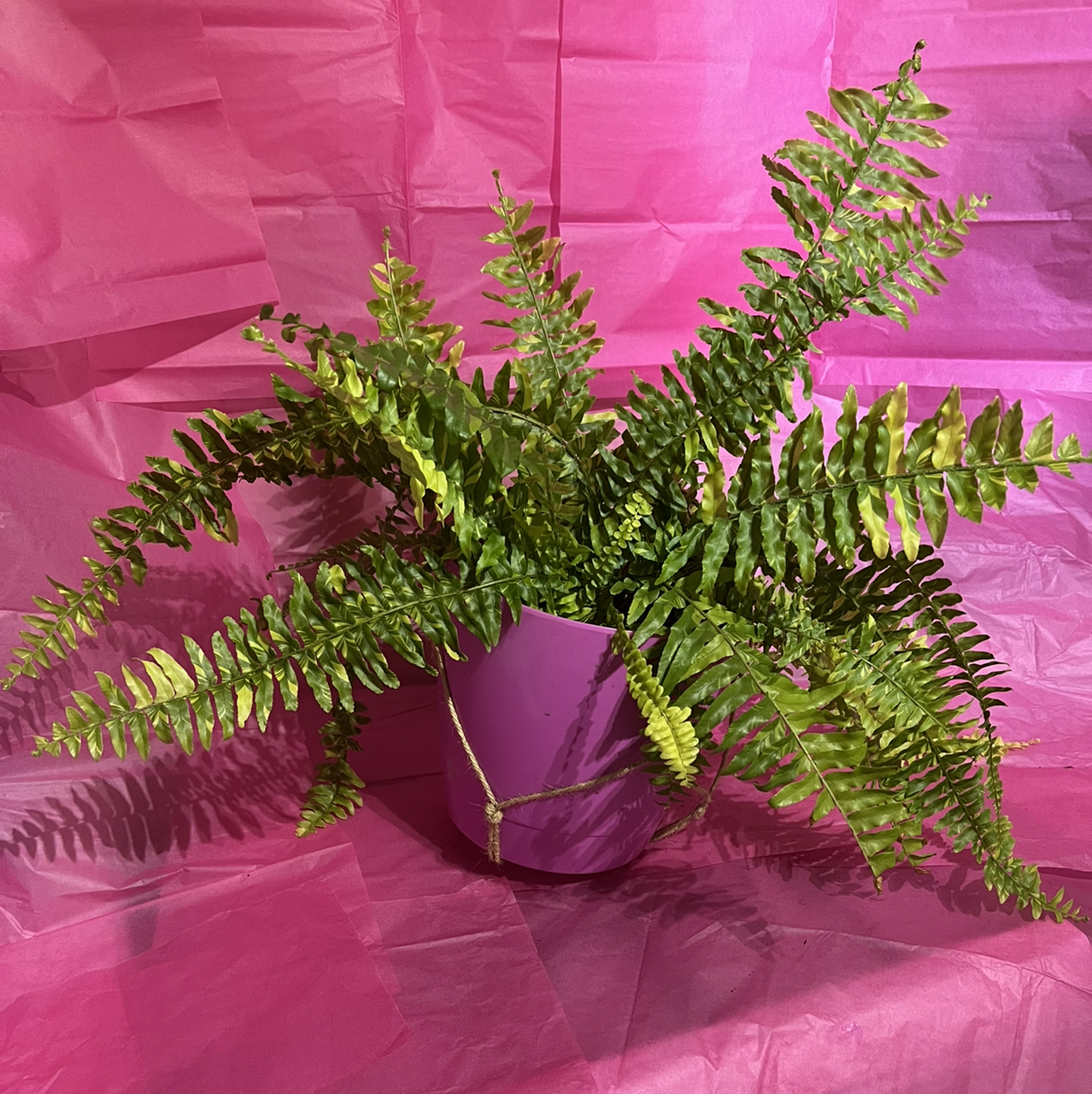 Tiger Fern in a purple pot with some yellowing and browning leaves against a pink background.