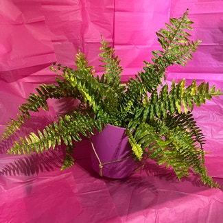 Tiger Fern plant in Colne, England