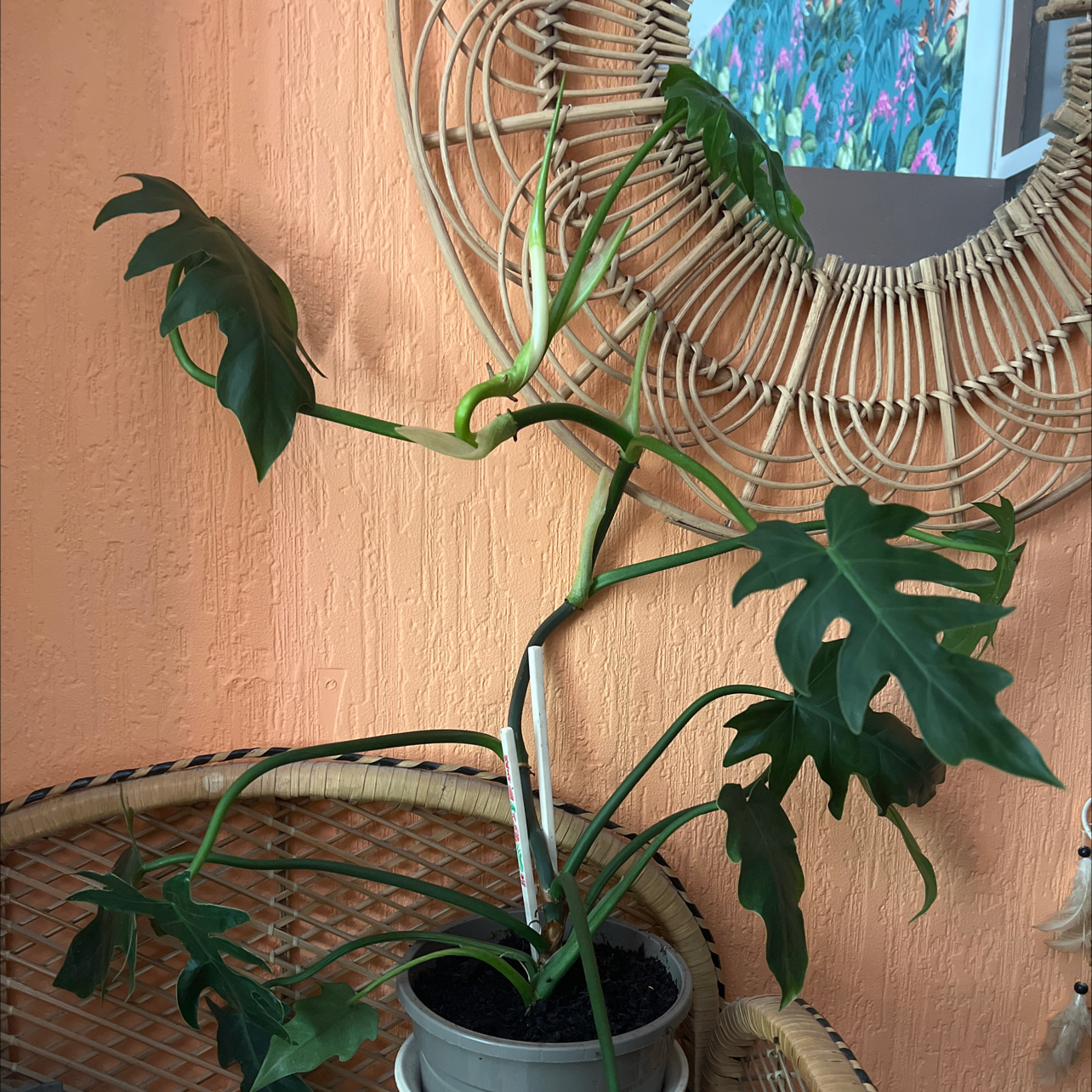 Philodendron Pedatum plant in a pot on a wicker chair with a mirror and orange wall in the background.