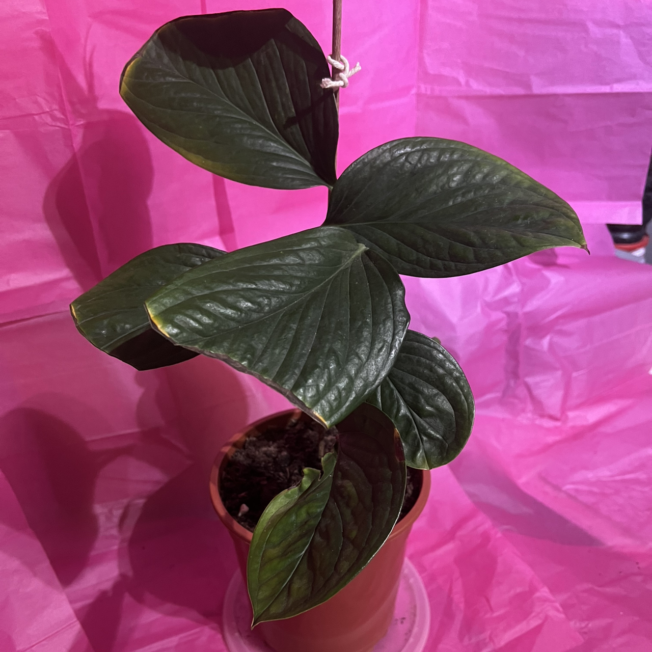 Monstera pinnatipartita plant in a pot with healthy green leaves against a pink background.