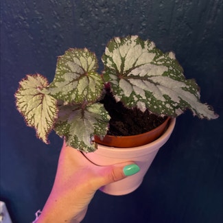 Rex Begonia plant in Colne, England