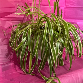 Spider Plant plant in Colne, England