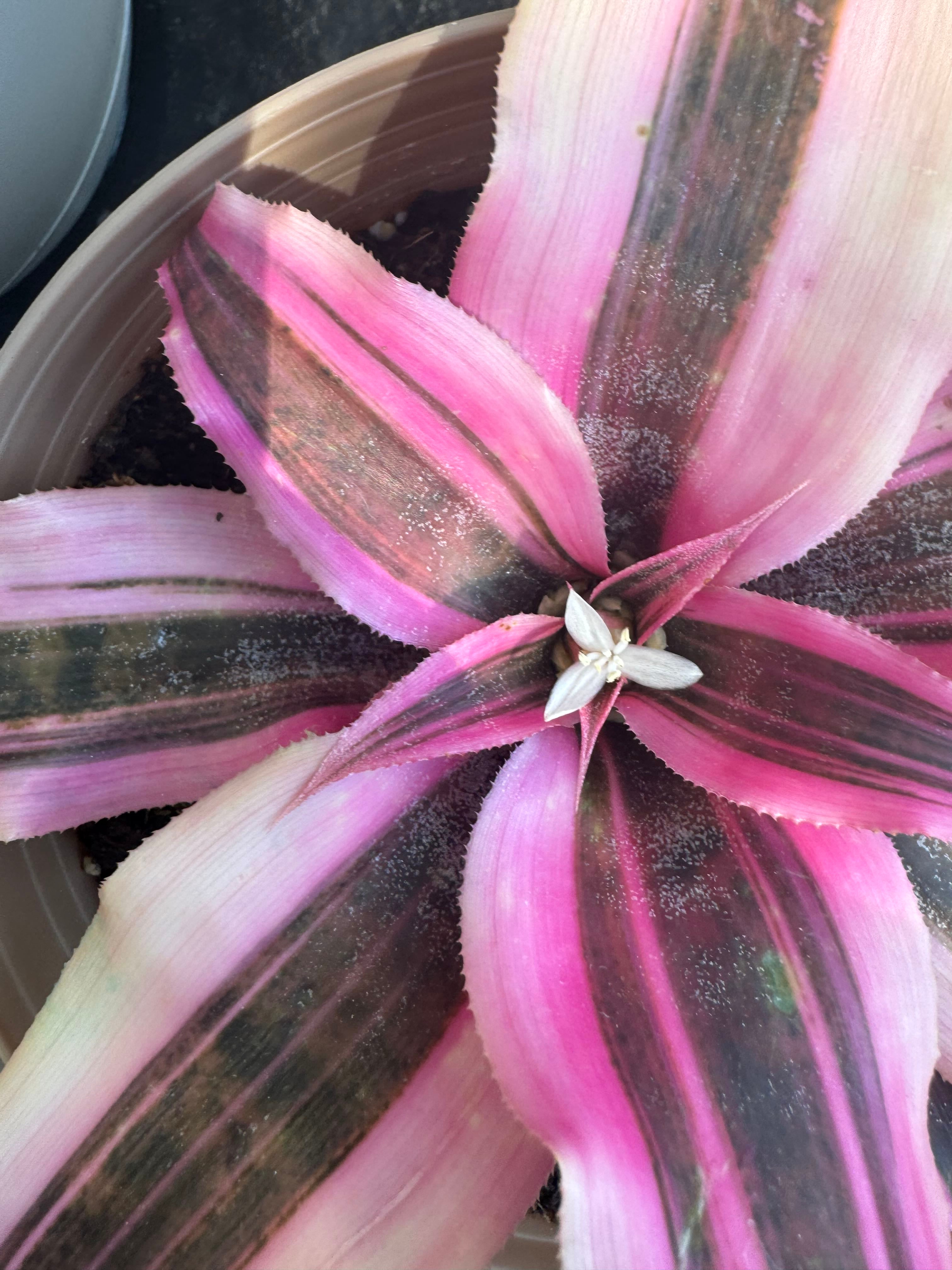 Cryptanthus 'Pink Starlight' How Much Water & Light Does it Need to