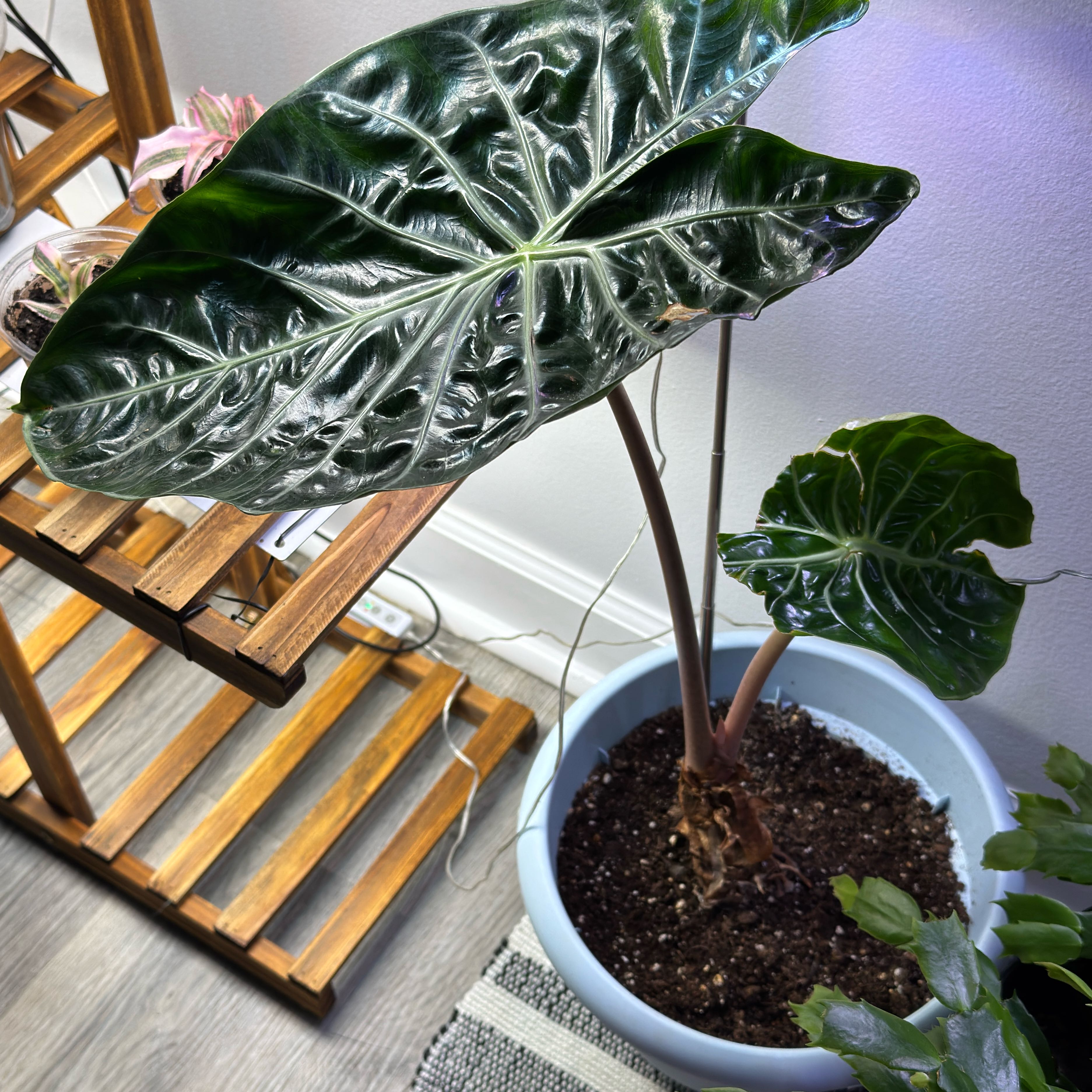 ChloroPhil