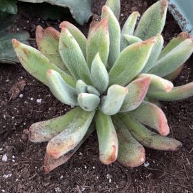 Photo of the plant species Echeveria 'Icicle' by @QuickMoneytree named Messi on Greg, the plant care app