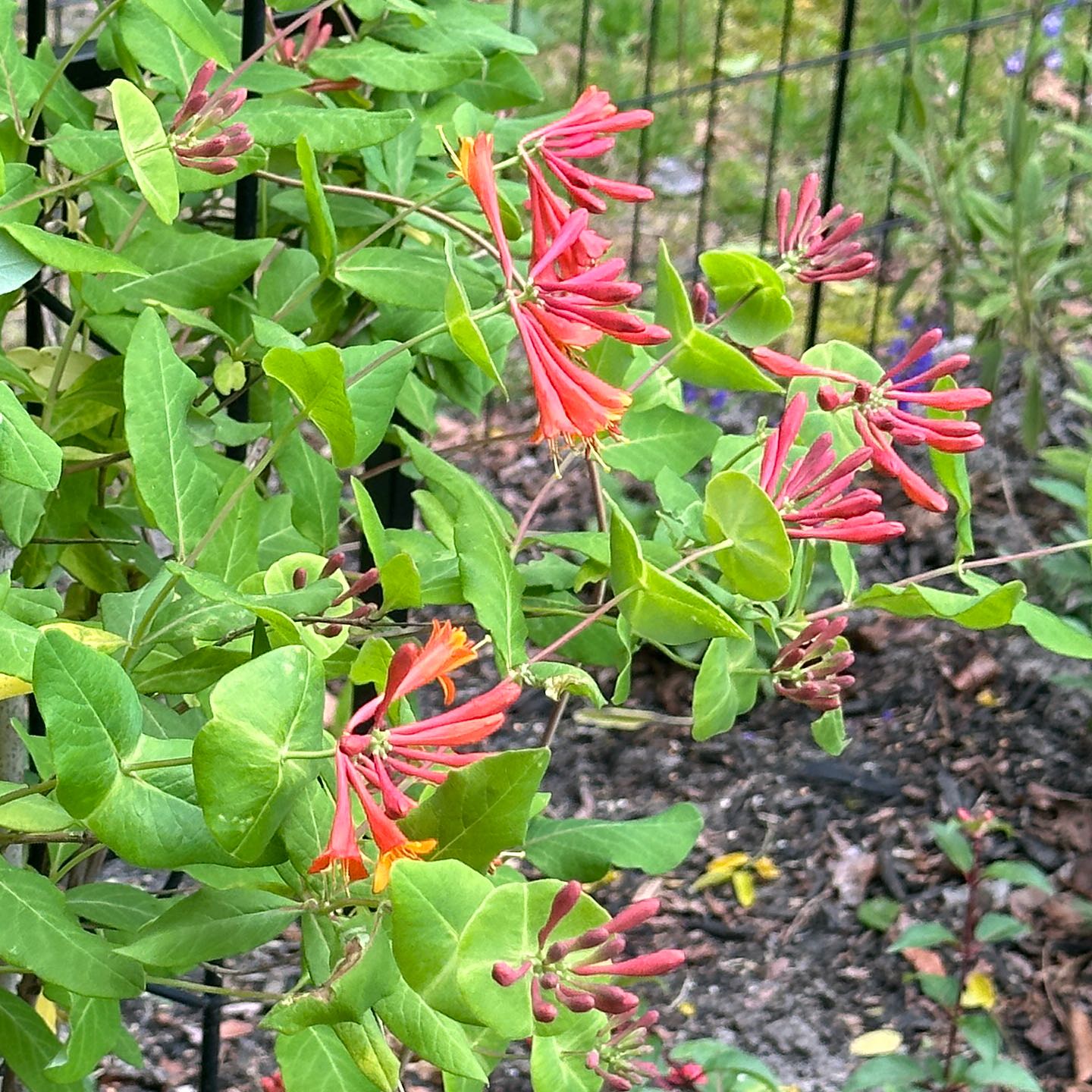 Coral Honeysuckle plant with vibrant red flowers and healthy green leaves.