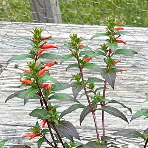 Photo of the plant species Large Firecracker Plant by @SmileyBonsi named Diana on Greg, the plant care app