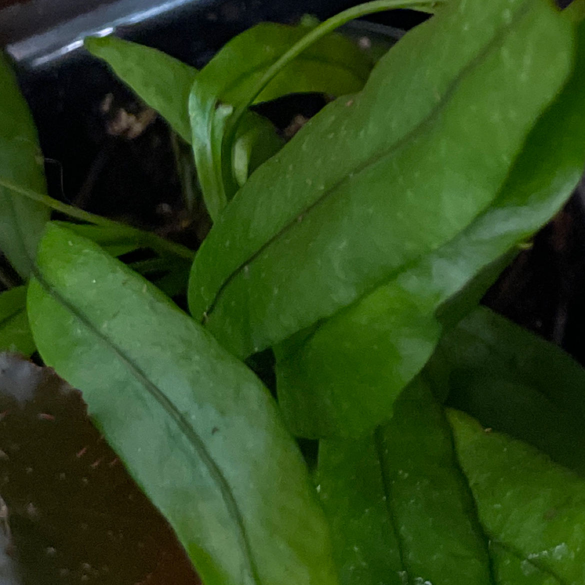 Photo of the plant species Kangaroo Paw by @diamondsnfurs named Aria on Greg, the plant care app