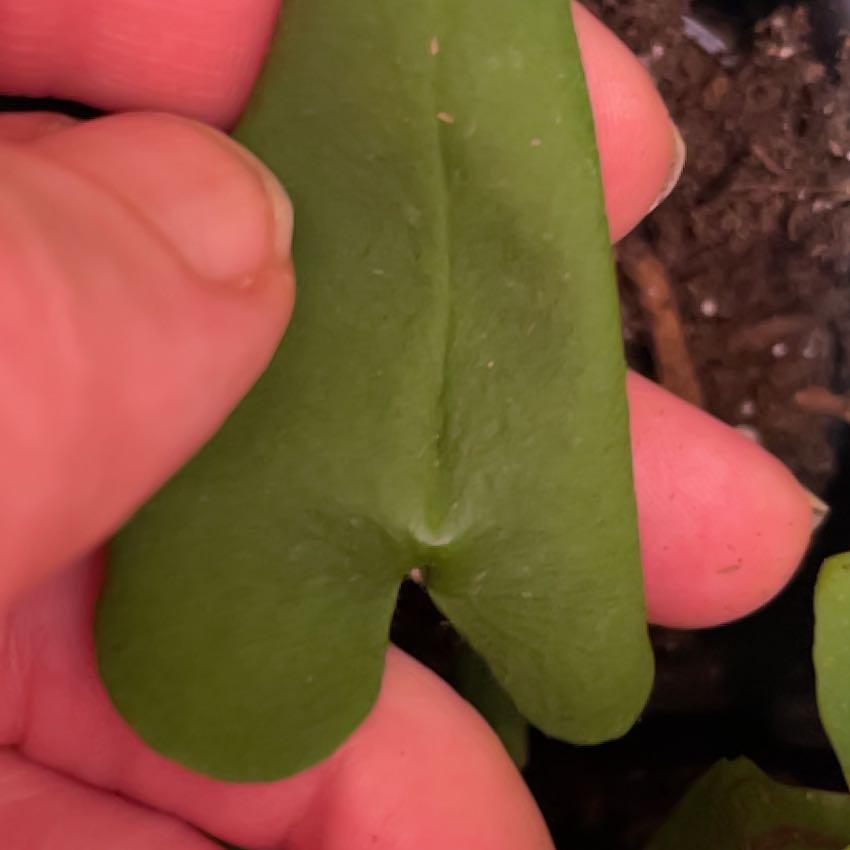 Photo of the plant species Heart Leaf Fern by @diamondsnfurs named Gobi on Greg, the plant care app